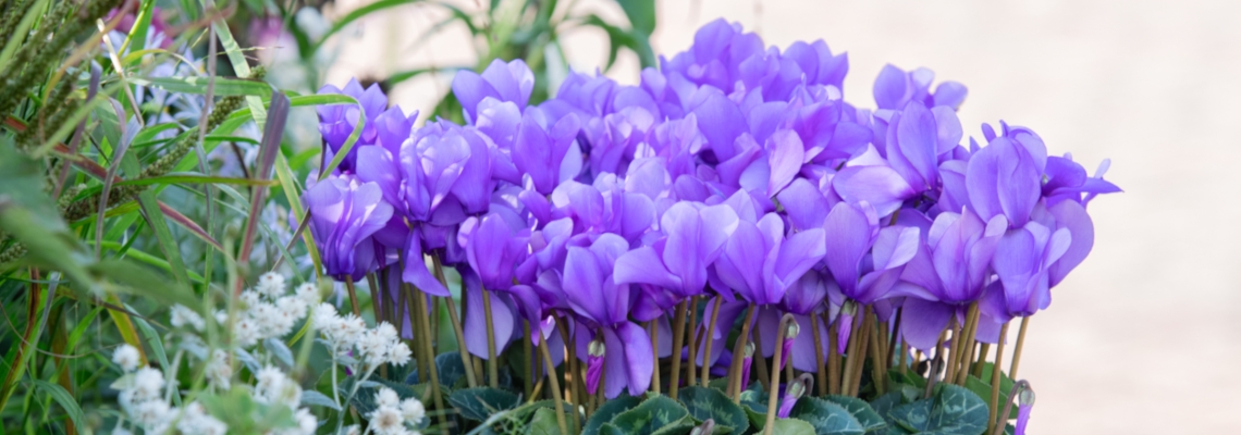 Cyclamen Dragon Banner Image.jpg